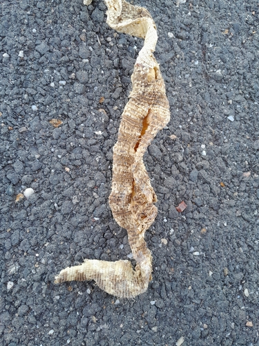 Spencer's Monitor