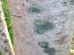 Fungi