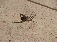 Insecta