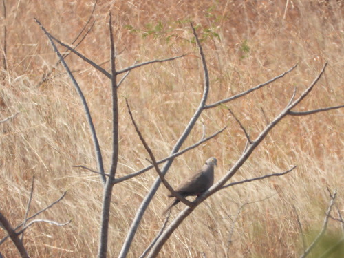 Burmese Collared-Dove