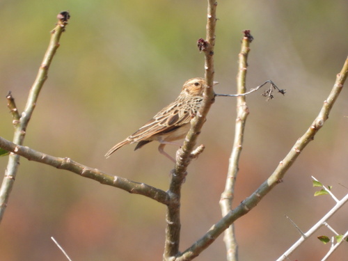 Burmese Bushlark
