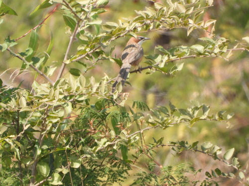 White-throated Babbler