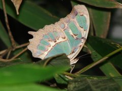 Insecta
