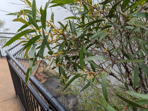 Eucalyptus dendromorpha, 2024-02-16