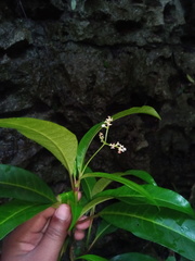 Psychotria polygrammata image