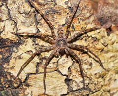 Heteropoda binnaburra