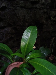 Psychotria polygrammata image