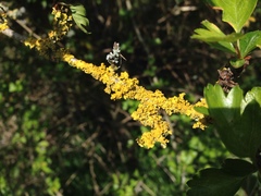 Xanthoria parietina