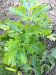 Petroselinum crispum