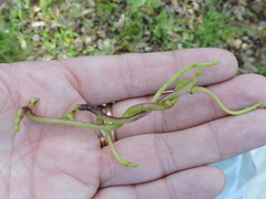 Cuscuta exaltata