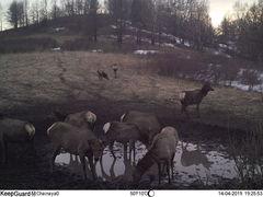 Cervus canadensis sibiricus
