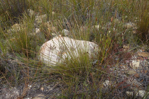Bristleglume Veldrush (Schoenus bracteosus)