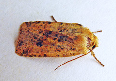 Conistra rubiginea