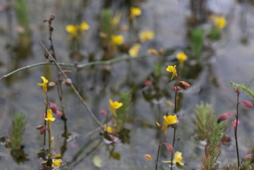 Image of Bifid Bladderwort (Utricularia bifida) by no rights reserved
