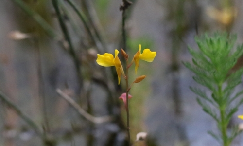 Image of Bifid Bladderwort (Utricularia bifida) by no rights reserved