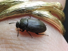 Blapstinus