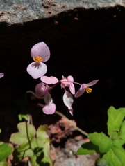 Image of Begonia bernieri