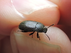 Blapstinus