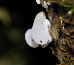 Favolaschia pustulosa