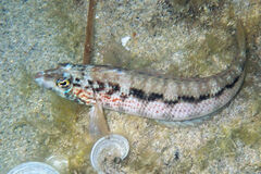 Wavy Grubfish photo 1