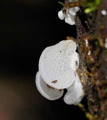 Favolaschia pustulosa