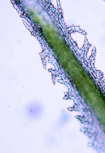 Racomitrium lanuginosum