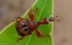 Strigapoderus tranquebaricus