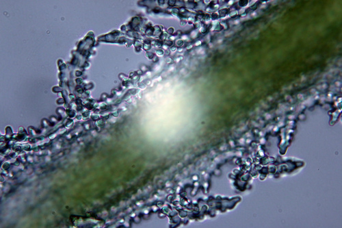 Racomitrium lanuginosum