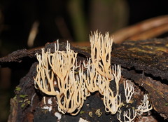 Phaeoclavulina ochracea
