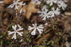 Phlox bifida