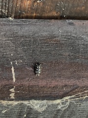 Paranovelsis punctatus