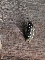 Paranovelsis punctatus