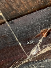 Paranovelsis punctatus