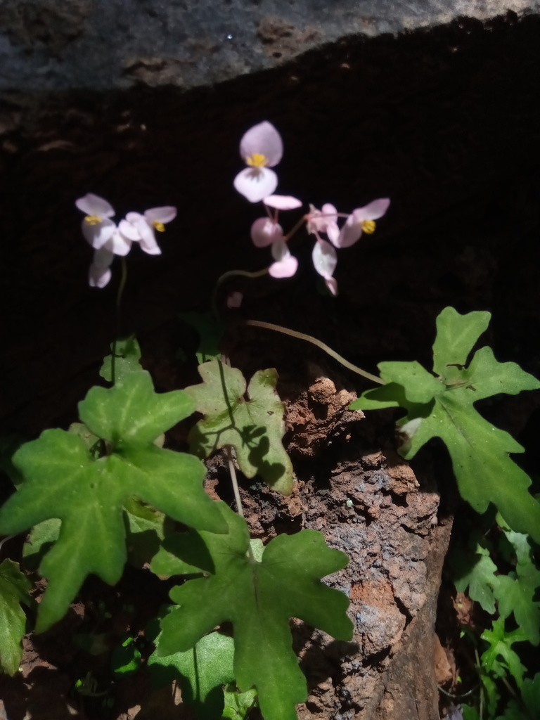 Begonia bernieri