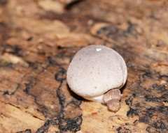 Lycoperdon subincarnatum