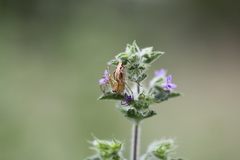 Oxyopes javanus