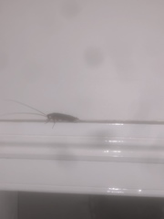 Periplaneta australasiae