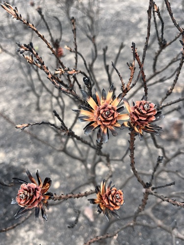 Image of Leucadendron stelligerum by (c) Charleen Brunke, some rights reserved (CC BY)