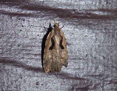 Lyre moth photo 5