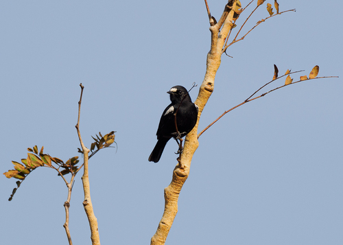 iNaturalist image