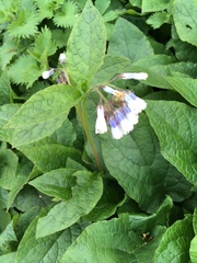 Symphytum × hidcotense