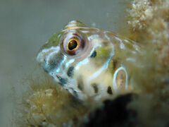 Germain's Blenny photo 2