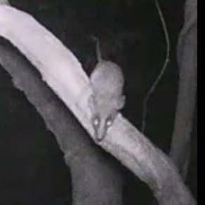 Guahiba Gracile Opossum (Cryptonanus guahybae) — Data Deficient Mammalia