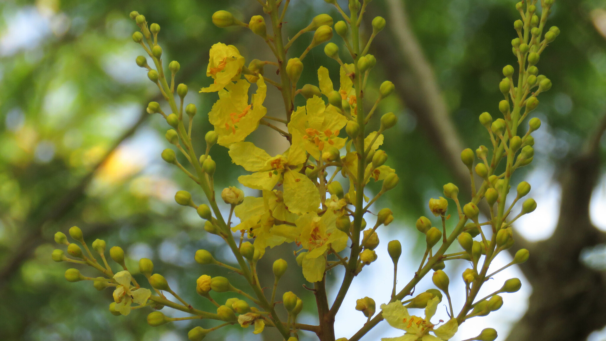 Imagem de Ipê-amarelo