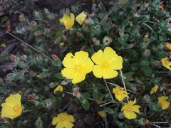 Cistus lasianthus alyssoides