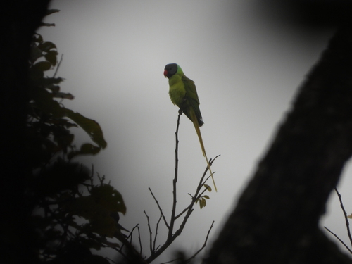 Gray-headed Parakeet (Psittacula finschii)