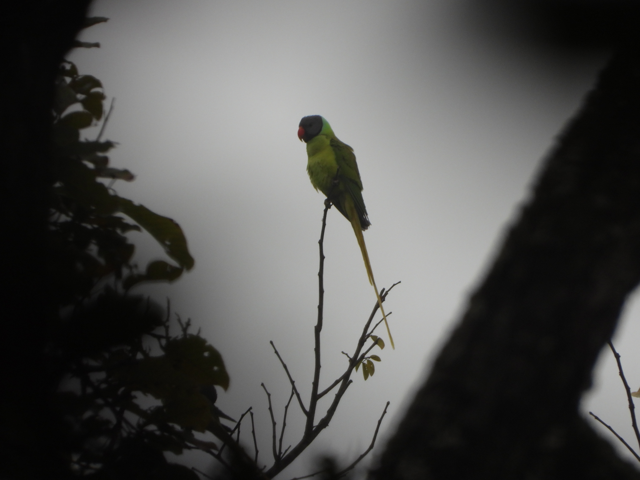 Grey-headed Parakeet