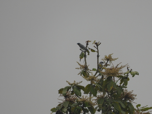 Oriental Cuckooshrike (Coracina javensis), photo 9