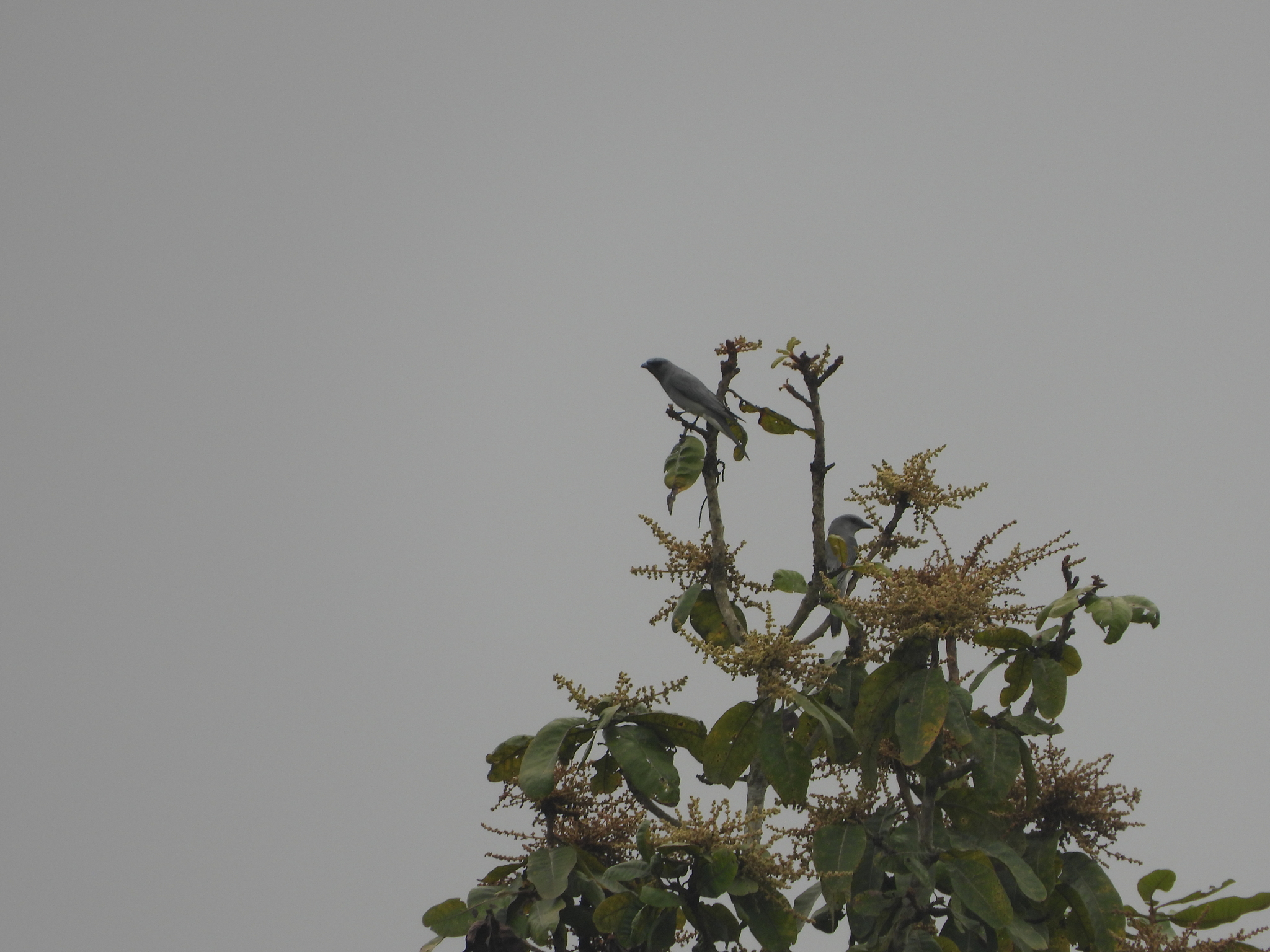 Oriental Cuckooshrike