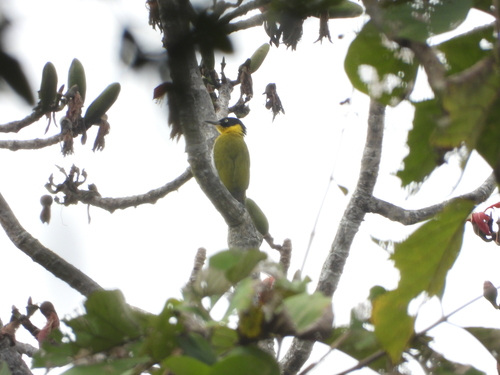 Black-headed Woodpecker (Picus erythropygius), photo 4